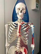 Applied Anatomy and Physiology (Micro-credential) (Level 5)